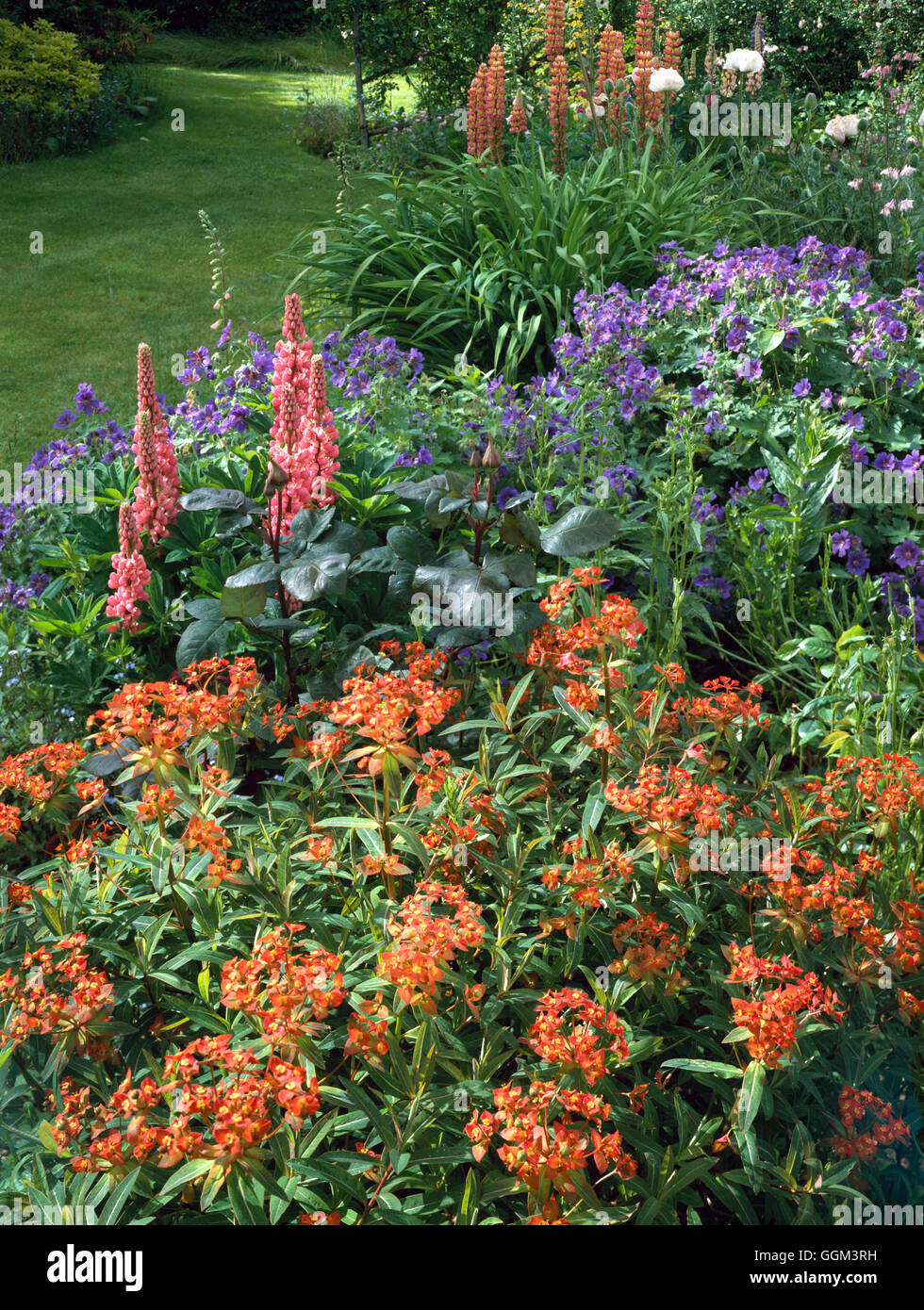 Perennial Border - with Euphorbia griffithii `Fireglow' in the foreground   PGN080789     Photos Hor Stock Photo